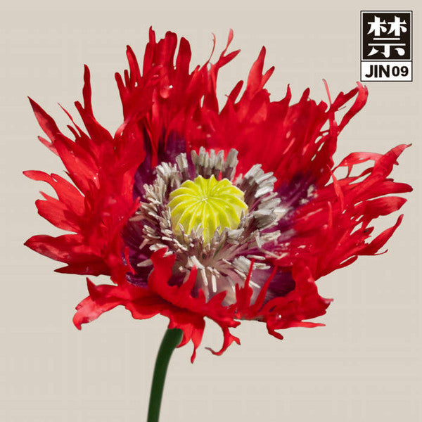 Cosmo (75) : JIN09 (12", EP)
